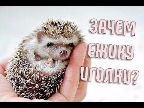 А вы задумывались, зачем ежику иголки?