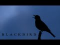 Blackbird. Bird singing in the night.