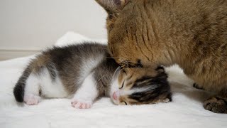 Kitten Nico is very clean because he has been carefully licked by his mother! by Tiny Kitten 18,394 views 3 weeks ago 3 minutes, 25 seconds