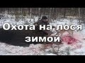 Охота на лося видео онлайн 2012-2013 Moose hunting Russia.