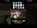 家庭菜園で白ネギを1年かけて育ててみた。#shorts #家庭菜園