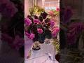IKEA greenhouse cabinet with Begonias and African Violets