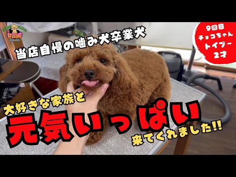 これが本来のチョコちゃん!!噛み犬を卒業したトイプードルのトリミング!!