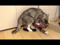 撮影中にヤリ始めるネコ【cat mating】