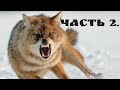 Охота на волка март 2021. Взгляд из загона!!! Часть 2./Wolf hunting. March 2021.