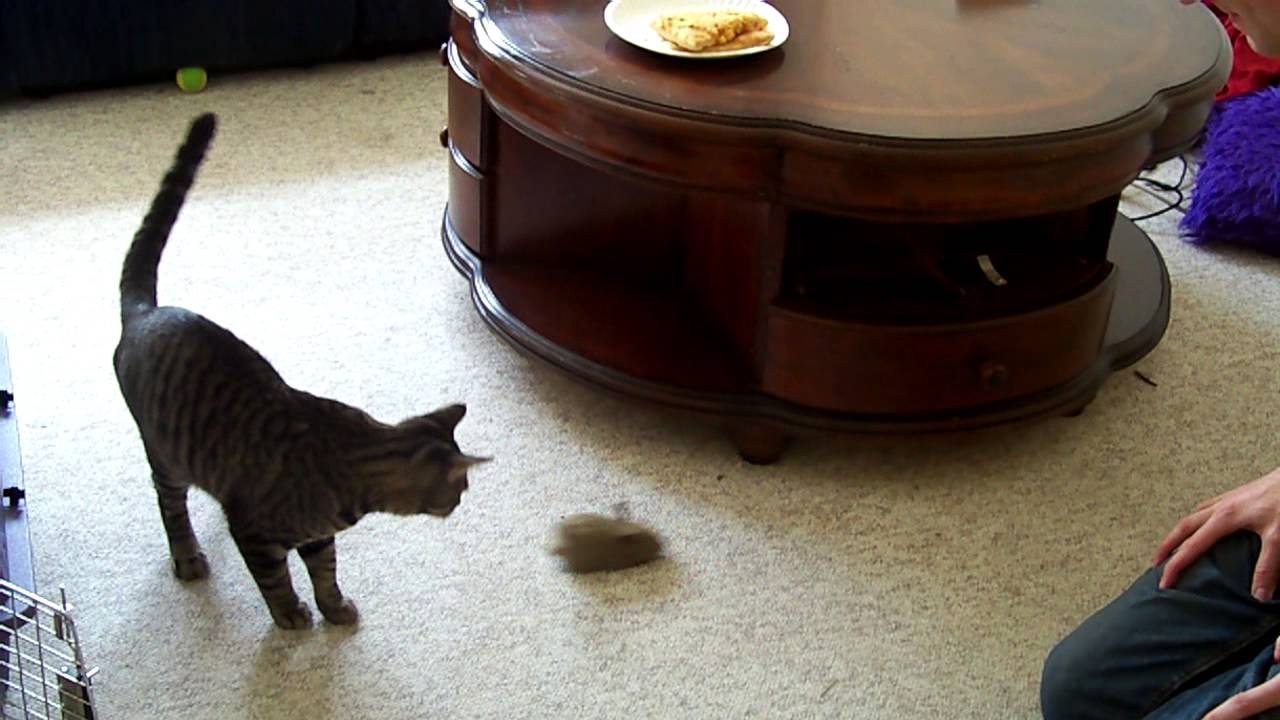 Rex and Tater cats inspect their cat carrier