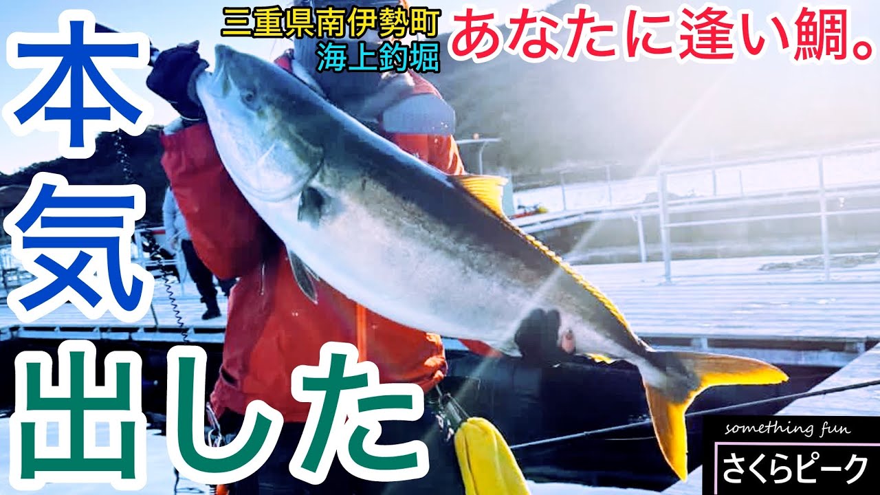本気出したらとんでもないことが起こった激渋の海上釣堀【釣り】「あなたに逢い鯛。釣り堀」（三重県南伊勢町）