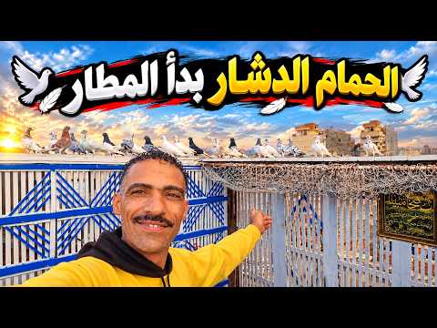 تعالى شوف الحمام الدشار بيعمل اى😍