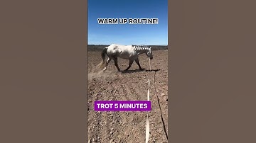 Barrel horse warm up routine