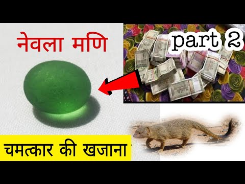 वीडियो: एक नेवला कहाँ रहता है?