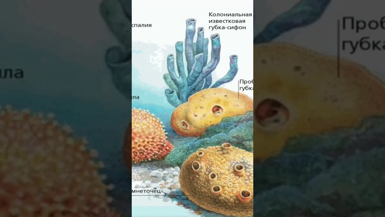 Как размножаются губки (тип Porifera) | Животные, похожие на растения 
