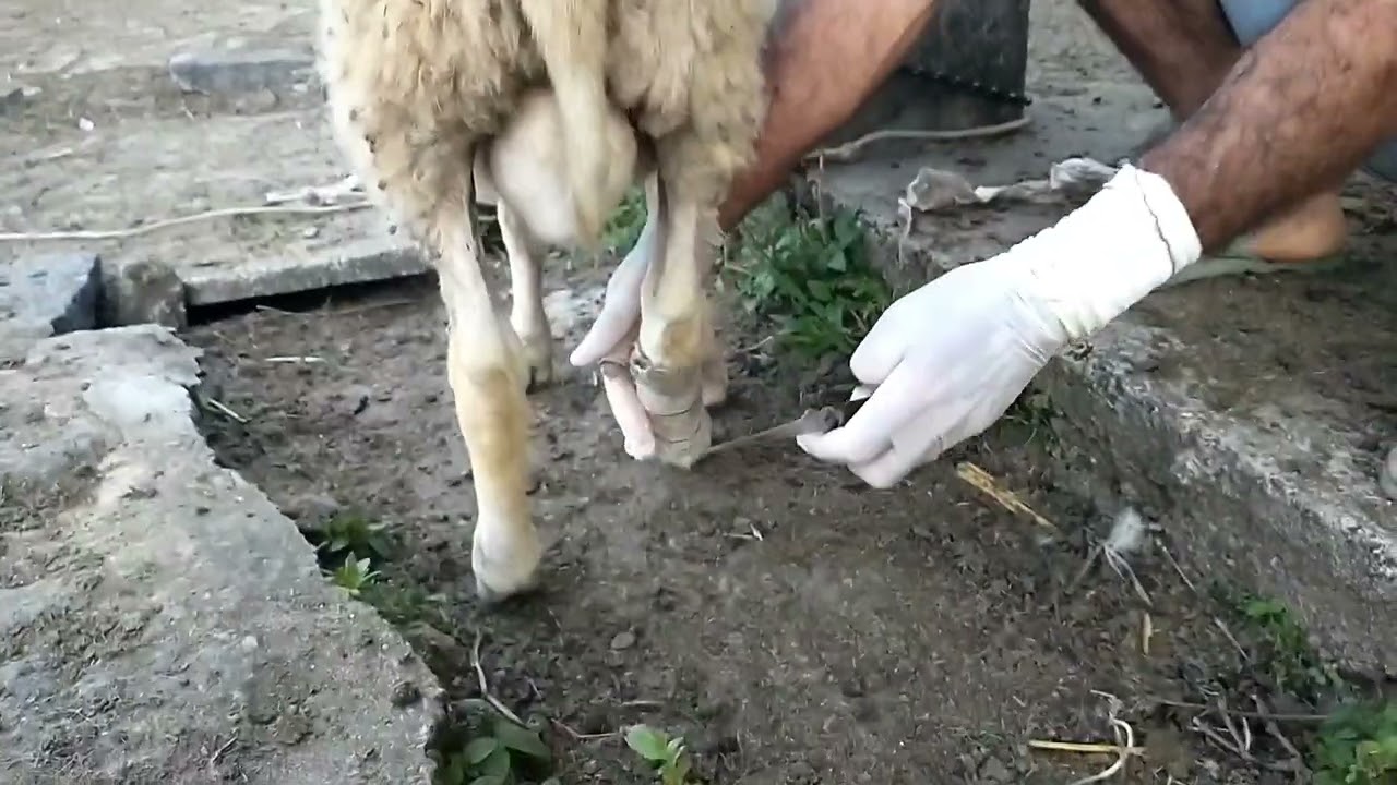 após 30 dias depois de colocar o papelão com a faixa na pata do carneiro ele está recuperado