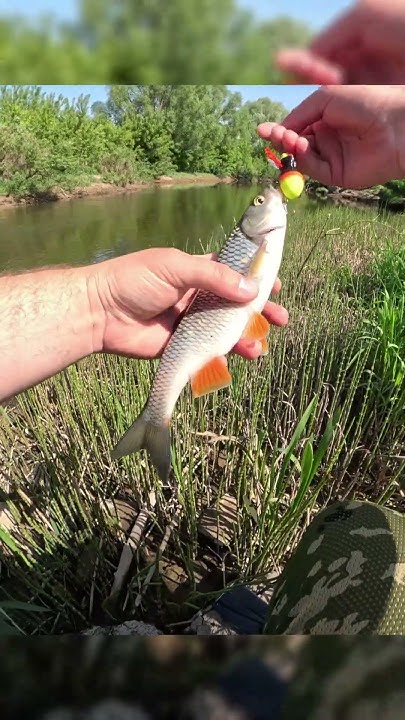 Второй Голавль на воблер паук #рыбалка #fishing - YouTube