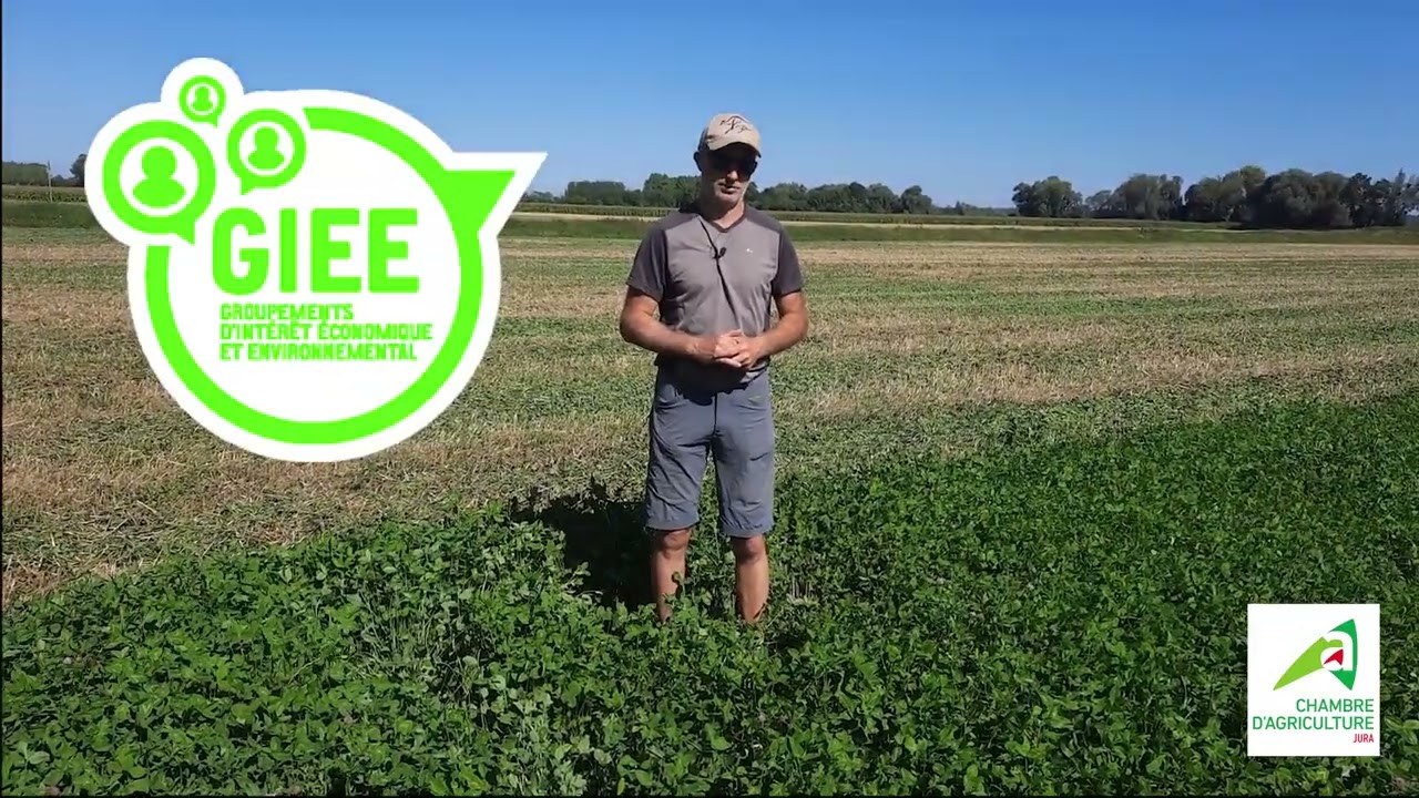 Semis de trèfle dans des cultures (céréales)