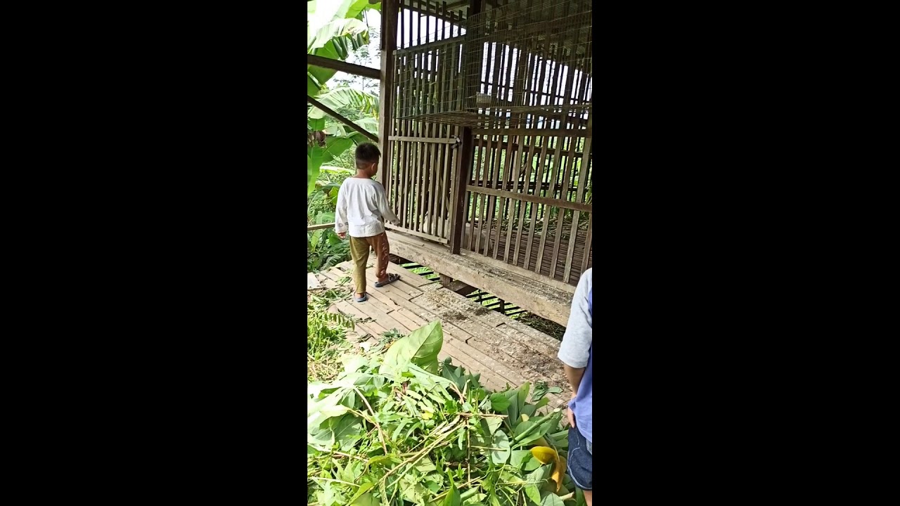 Mengenal hewan ternak sapi dan kambing 