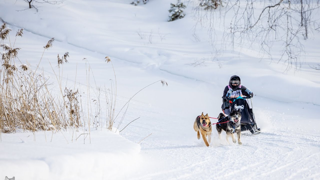 Профайл Qu1et Wolk 2026