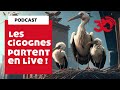 PODCAST - Des cigognes en Live !