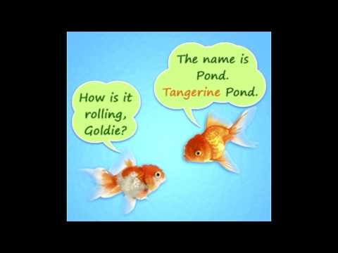 cute-and-funny-names-for-your-pet-fish-that-will-crack-you-up