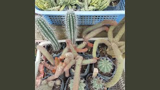 Download Lagu Ingin Ku Gapai Mimpi MP3