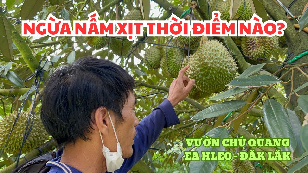 SẦU RIÊNG SỢ NHẤT LÀ GÌ? - VƯỜN CHÚ QUANG EA HLEO, ĐĂK LĂK