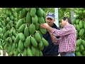 Wonderful Million Dollars Papaya Orchard - Cultivation Technology &amp; Harvesting - Papaya Processing