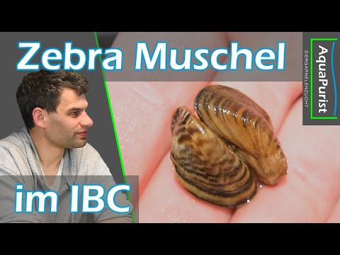 Video: Flussmuschel (Dreissena polymorpha): Beschreibung, Lebensraumbedingungen und Rolle im Ökosystem