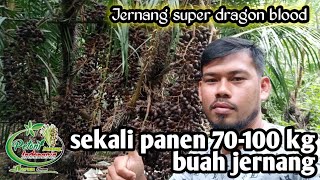 cuma sekitar 25 batang pohon jernang‼️ sekali panen puluhan juta‼️ #gading  #dragonblood #aceh