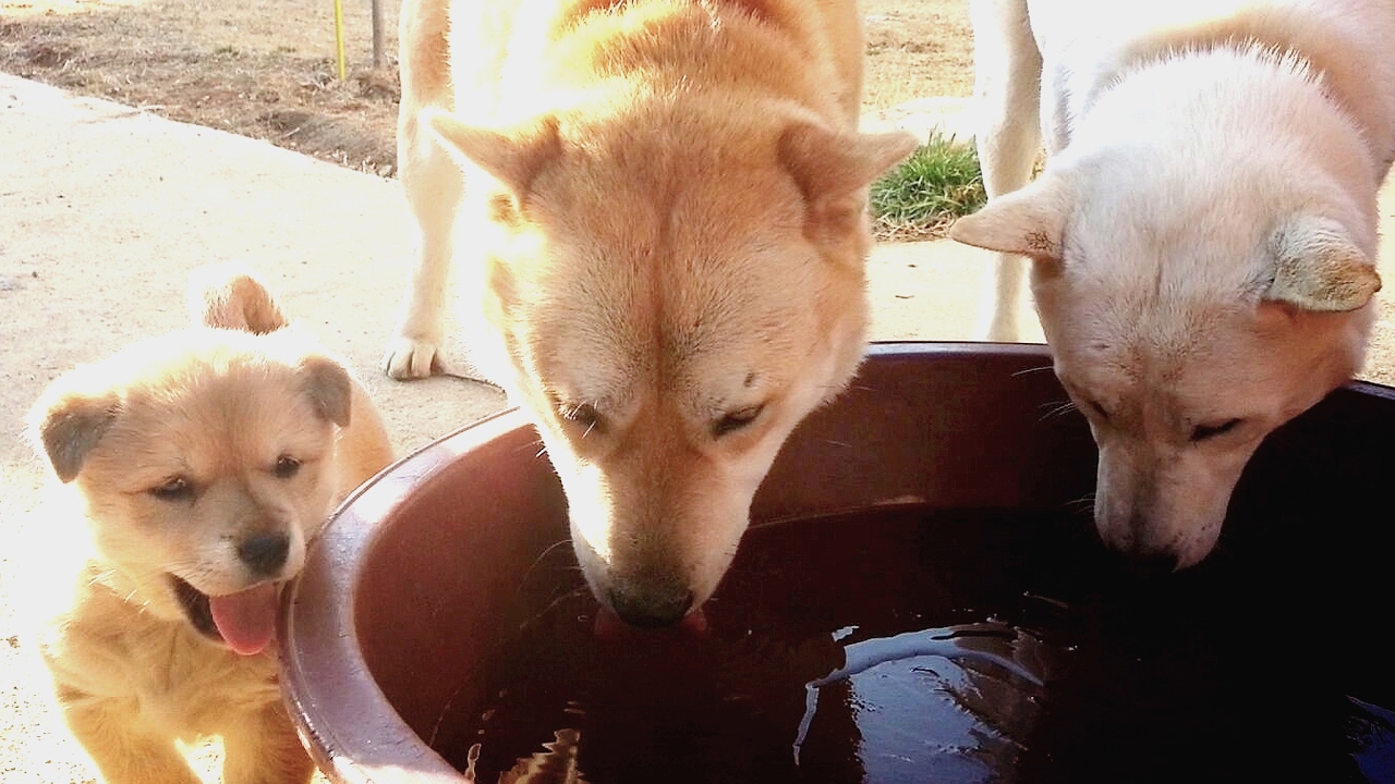 The scene eating water a dog living in the rural village puppy paradise