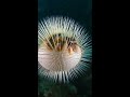 Why the Pufferfish Inflates Like a Balloon Before Danger