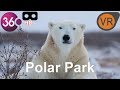 Polar Animal Park 360 Vr Video 4k