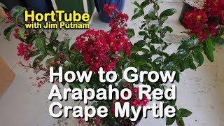 How to grow Arapaho Crape Myrtle - All Summer Red Flowering Tree