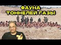 Фауна из тоннелей Газы @babushka-sveta-live