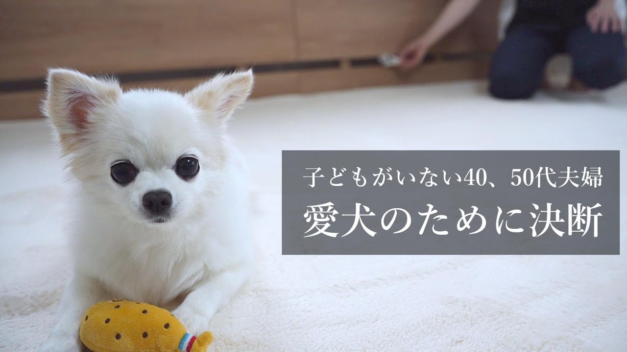 【子なし 40、50代夫婦】愛犬のためにニトリの最高級ベッドをやめました。