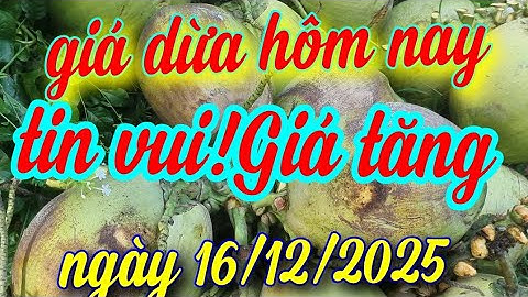 giá dừa hôm nay ngày 16/12/2025