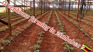 Greenhouse farming # How to grow greenhouse tomatoes # Agriculture# Agricoltura#Tomato farming tips