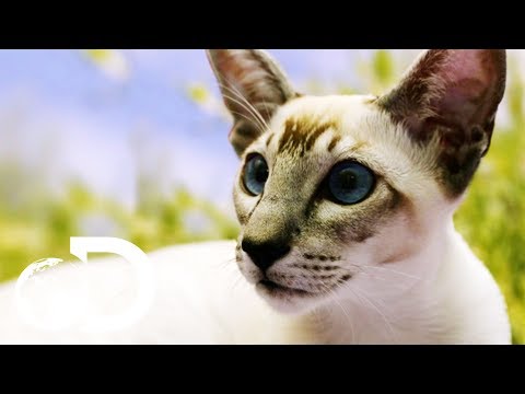 Siamese Cats: The Oldest Domestic Feline | Cats 101