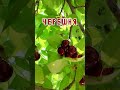 Р РµС Рё РёР СѓС Р СЋС РєР Рє СЂР СЃС С С С РµСЂРµС РЅСЏ рџЌ Р РµС Рё РёР СѓС Р СЋС РєР Рє СЂР СЃС С С С РµСЂРµС РЅСЏ рџЌ