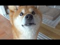 飼い主から嬉しいお知らせが!その時柴犬は可愛すぎる動きを見せた。