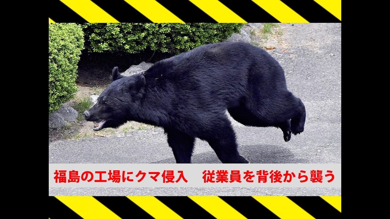 福島の工場にクマ侵入 従業員を背後から襲う - YouTube