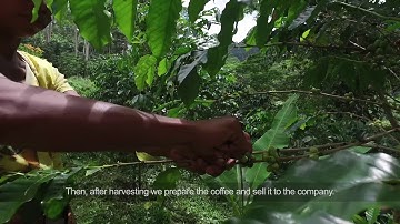 A Growing Coffee Partnership for Timor-Leste
