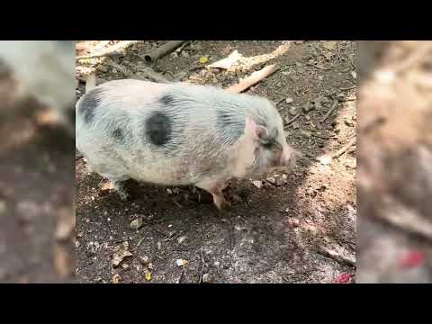 Giving Clover a nice cool down and her favorite treats this afternoon 🍀 #clover #rufusthebull #cow