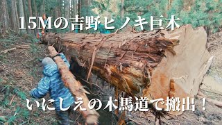 【伐採後の搬出】吉野ヒノキの大木を木馬道で搬出、ゆっくり着実に！【吉野桧】