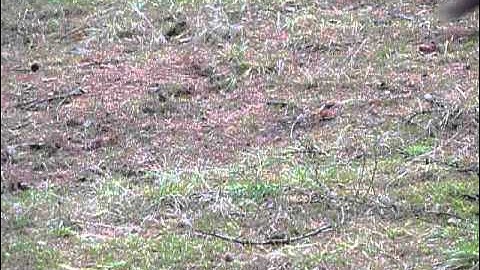 SNAIZEHOLME RED SQUIRRELS