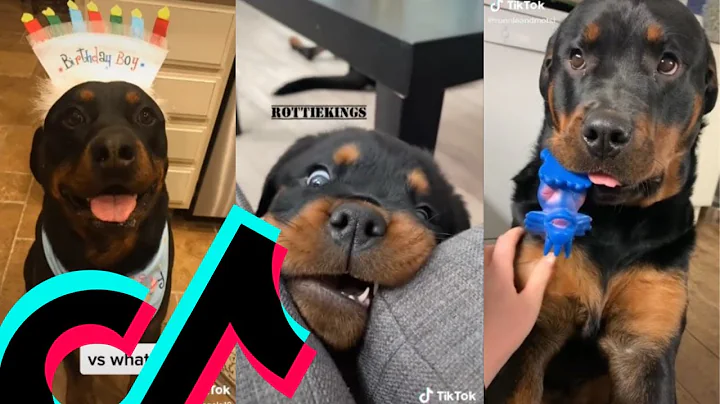 The Coolest Rottweiler TikTok Compilation | Dogs O...