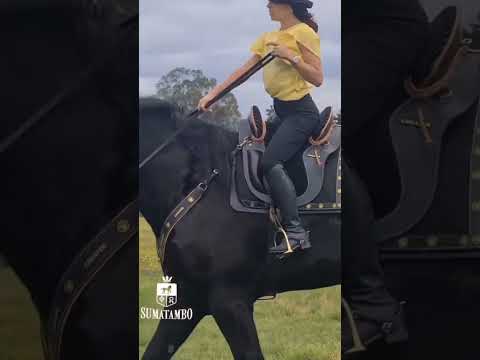فيديو: ما هو نوع مشية الحصان التي يمكن أن تكون؟