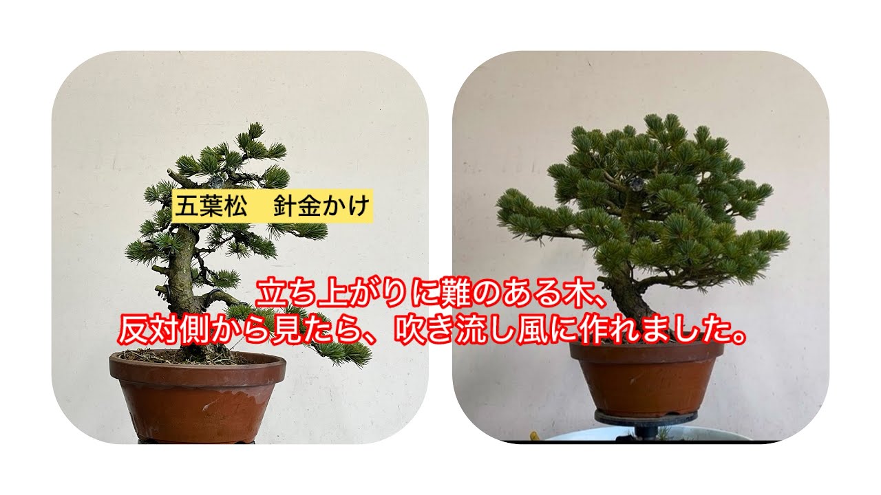 盆栽 五葉松 針金かけ タイトルだけだと違い出すの大変だから考えるの