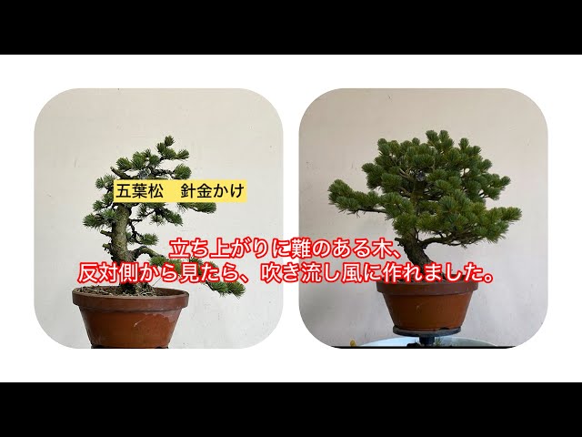 盆栽 五葉松 針金かけ タイトルだけだと違い出すの大変だから考えるの