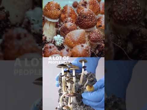 Wideo: Czy grzyby lecznicze są bezpieczne?