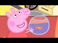 Peppa Pig Full Episodes  | Goldie the Fish | Cartoons for Children