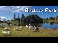 Relaxing Sounds at Peaceful Park. Birds in park sleeping on one leg. No Loop, Real Time
